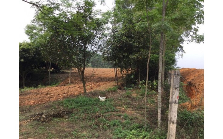 Bán các lô đất 4 ha, 3ha, 2 ha tại xã Yên Bài, Ba Vì, Hà Nội