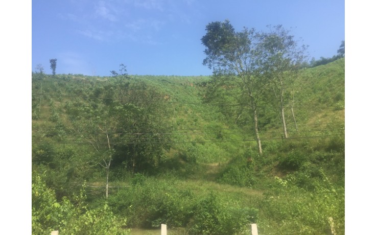 5 Ha đất rừng, tại Vé, xã Tân Vinh, Lương Sơn, Hoà Bình. 320 triệu/1Ha.