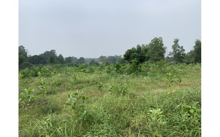 6150 m2 đất thổ cư, vườn tại Suối Rè, Cư Yên, Lương Sơn, Hoà Bình, giá 2,5 tỷ.