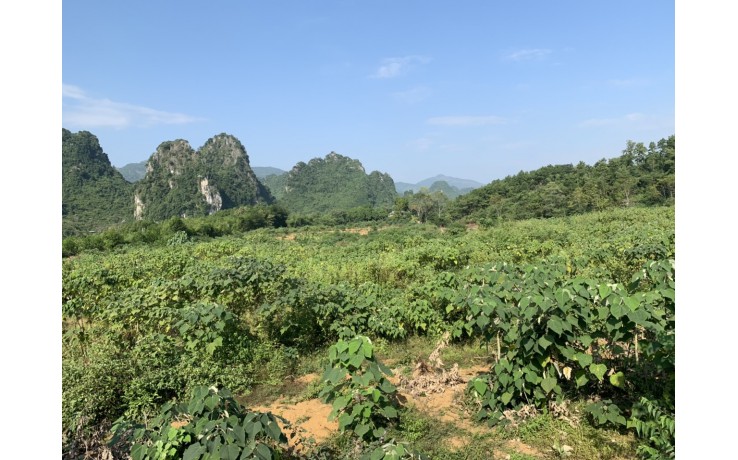 1,8 Ha đất thổ cư và đất vườn ở  xã Long Sơn, Lương Sơn, Hoà Bình.3,5 tỷ