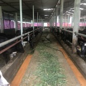 Bán 130.000m2 trang trại chăn Bò quy mô lớn đẳng cấp quốc tế tại Hợp Châu Lương Sơn giá rẻ.