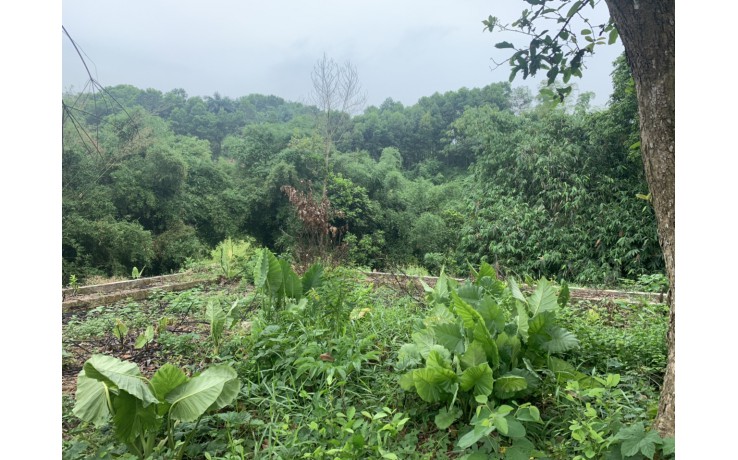 Bán 6300 m2 đất thổ cư, đất vườn  tại Lương Sơn, Hoà Bình.