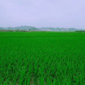 Bán 2500m Lương Sơn, Hòa Bình  làm nhà vườn quá đẹp, giá rẻ nhất vịnh Bắc Bộ.