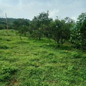 Bán đất Cao Phong, Hòa Bình, đang trồng full cam cho thu hoạch.