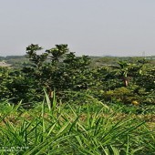 Bán 4640m đất thổ chư nhà vườn View thoáng tại Nhuận Trạch-Lương Sơn-Hòa Bình