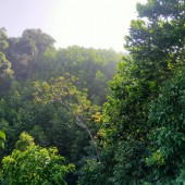 Cần bán đất rừng sản xuất ở Kim Bôi Hòa Bình,cách serena 2km.