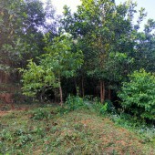 Cần bán 2ha đất rừng sản xuất ở Kim Bôi Hòa Bình,cách serena 2km.