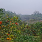 Bán đất Cao Phong, Hòa Bình. Cách đường QL 6A chỉ 2,5km. Cam đang cho thu hoạch. LH: 0822376162