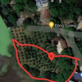 Đất Lương Sơn bán gấp S=2000 m² tại Thành Lập Lương Sơn Hòa Bình