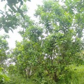 Bán đất xã Thanh Lương, Lương Sơn, Hòa Bình. Đất bám đường bê tông 50m, đang trồng cây ăn quả.
