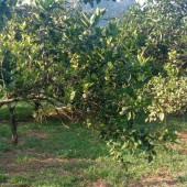 Bán đất Thu Phong, Cao Phong, HB. Hiện đang trồng cam, có ao trong đất. Hợp nghỉ dưỡng, trang trại