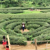 Bán mảnh đất TK nông trường thị trấn mộc châu vô cùng đẹp giá đầu tư
