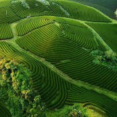 Bán đất xây homestay ở khu du lịch bốn mua Mộc Châu Sơn La