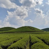 ĐẤT NỀN MỘC CHÂU SIÊU PHẨM ĐỒI CHÈ TRÁI TIM DIỆN TÍCH LỚN CHO NHÀ ĐẦU TƯ HOME STAY KHAI THÁC DU LỊCH