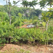 Bán mảnh đất bãi sậy mường sang TT mộc châu giá siêu rẻ mùa covid