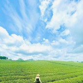 Cần bán mảnh đất siêu rộng , siêu đẹp, siêu rẻ thôn Bản Lùn, Mường Sang, Mộc Châu