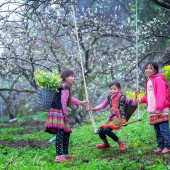 Cần bán rẻ  trả nợ  mảnh đất thôn  Phan Cán Sử, Y Tý, Lào Cai