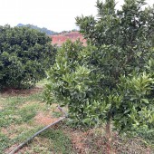 Đất nền trung tâm khu đô thị du lịch Quốc Gia Mộc Châu .