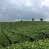 Mộc Châu. Cần bán gấp lô đất đẹp, đường bê tông vào tận đất.