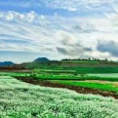 BÁN HOMESTAY TẠI MỘC CHÂU, ĐANG HOẠT ĐỘNG BÌNH THƯỜNG, GIÁ SIÊU KHUYẾ MÃI